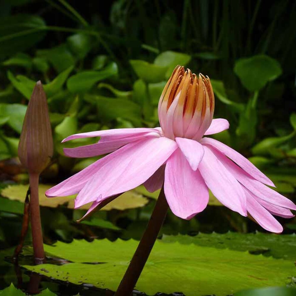 pink-lily